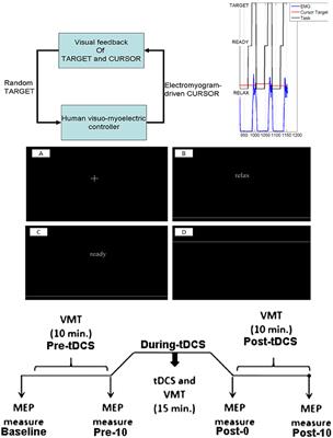 Systems Analysis of Human Visuo-Myoelectric Control Facilitated by Anodal Transcranial Direct Current Stimulation in Healthy Humans